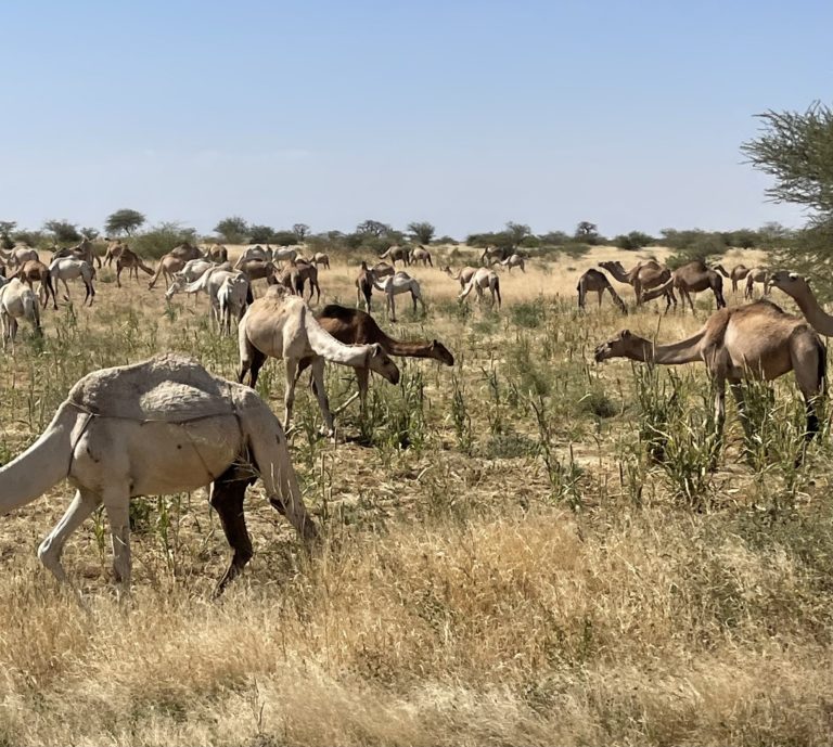 إعلان حالة الطوارئ فى ولاية جنوب دارفور غربي السودان جراء هجمات المليشيات