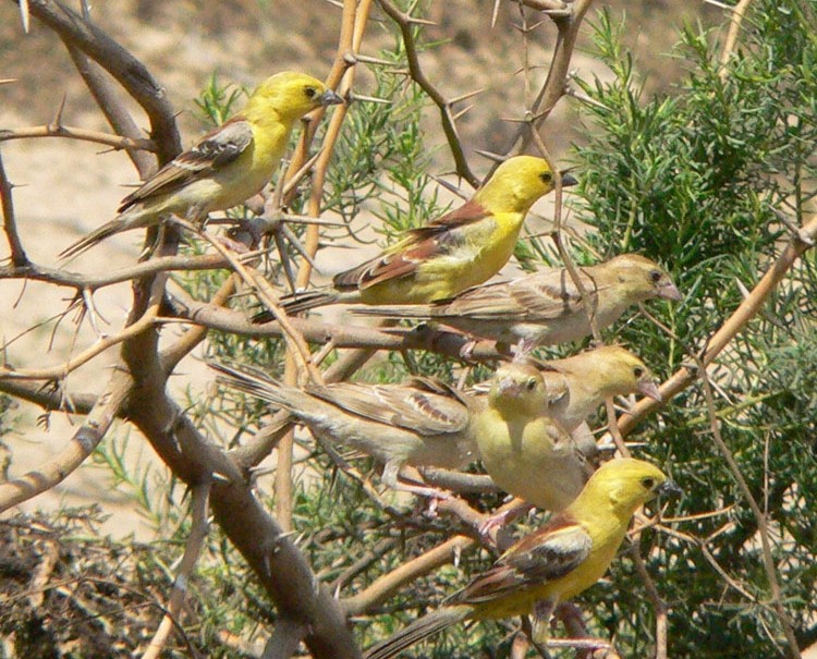 طيور الزرزور تهدد الموسم الزراعي بمناطق شرق دارفور