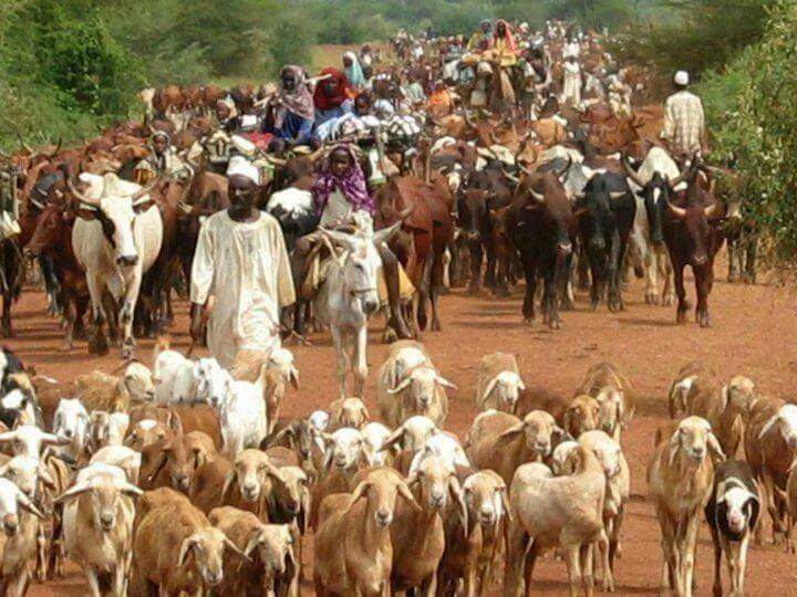 لجنة أمن جنوب دارفور تحدد الخامس عشر من يناير موعدًا لبداية “الطلقة”