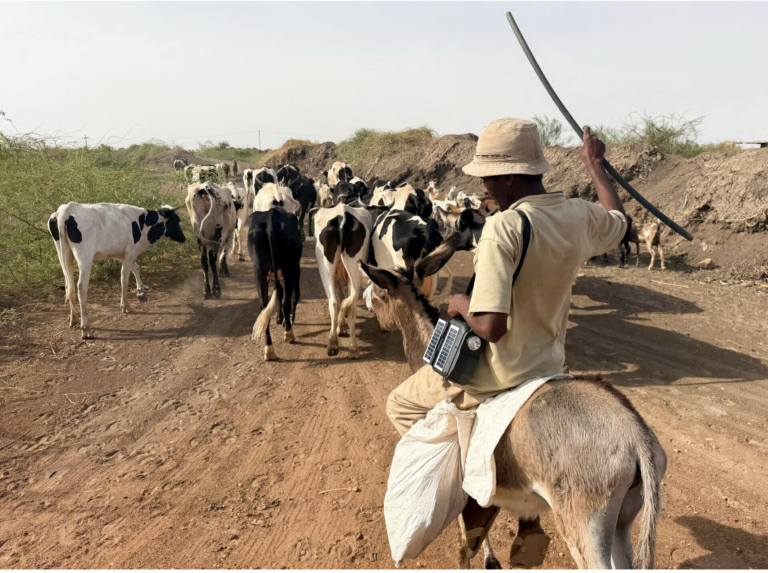 السودان يواجه مخاطر متزايدة للمجاعة مع تفاقم الجفاف المرتبط بظاهرة (النينيو)